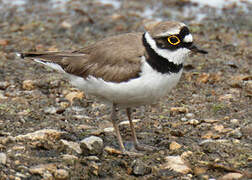 Little Ringed Plover