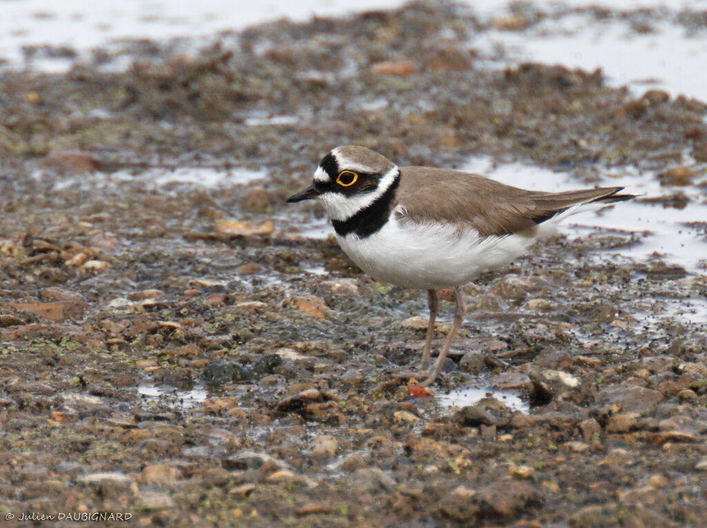 Little Ringed Plover, identification