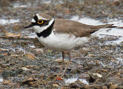 Little Ringed Plover