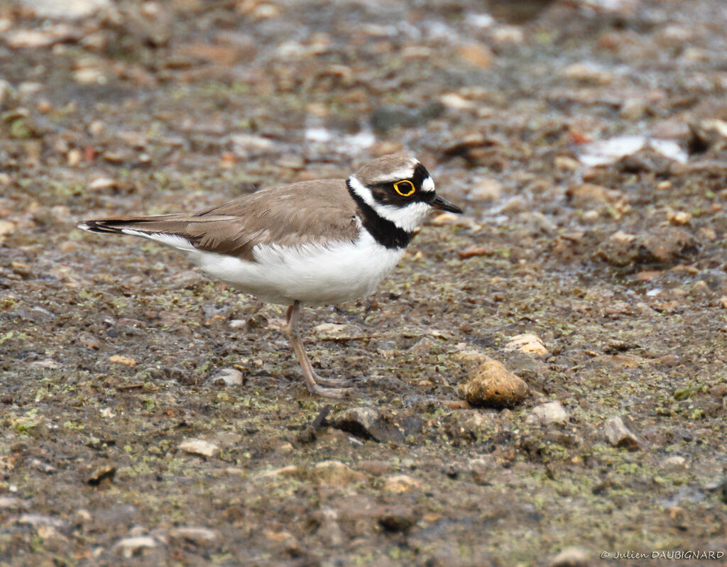 Little Ringed Plover, identification