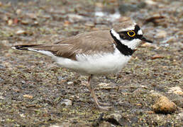 Little Ringed Plover