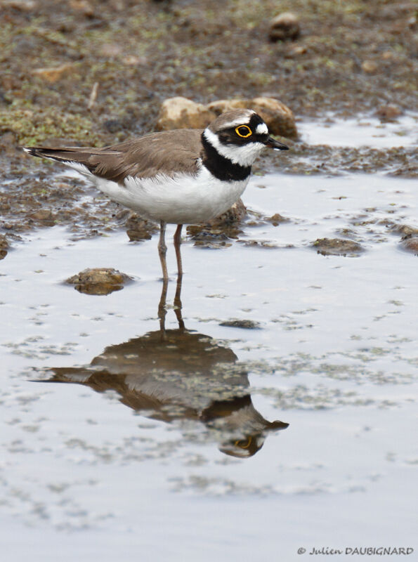 Little Ringed Plover, identification