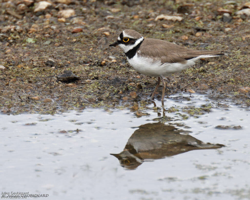 Little Ringed Ploveradult, habitat, pigmentation