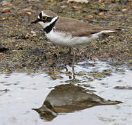 Little Ringed Plover