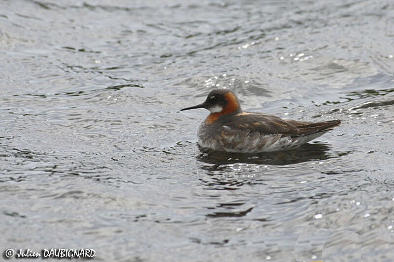 Phalarope à bec étroit femelle adulte