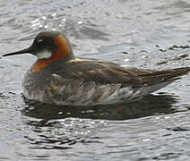 Red-necked Phalarope