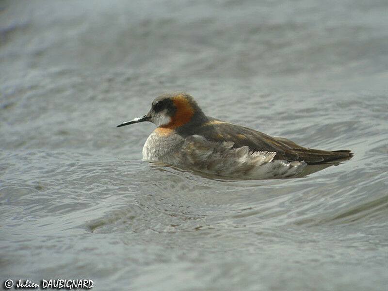 Red-necked Phalarope female adult