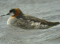 Red-necked Phalarope