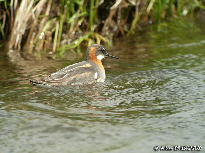 Red-necked Phalarope female adult