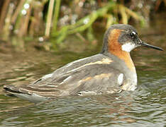 Phalarope à bec étroit