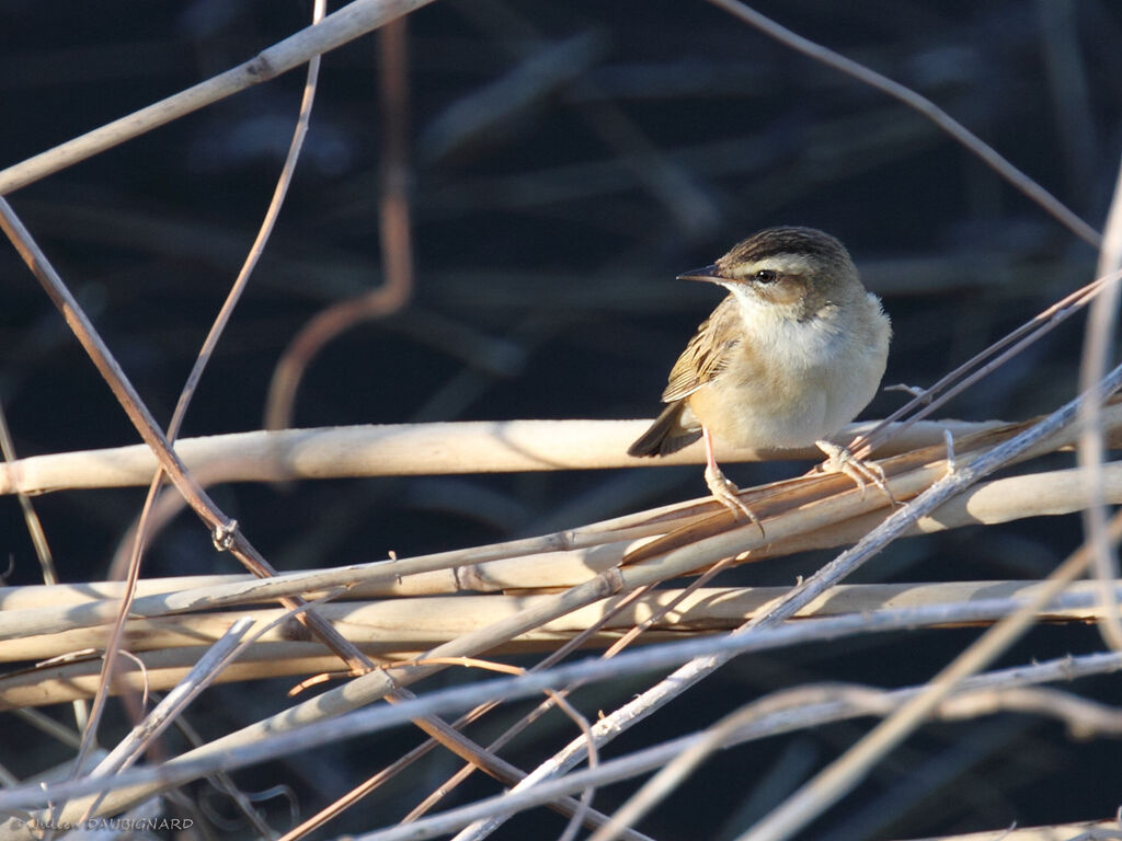 Sedge Warbler, identification