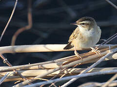 Sedge Warbler