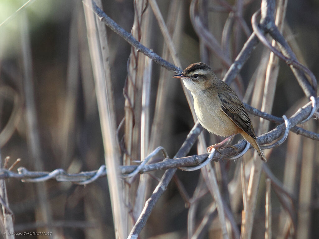 Sedge Warbler, identification