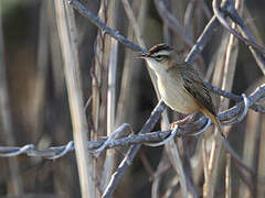 Sedge Warbler