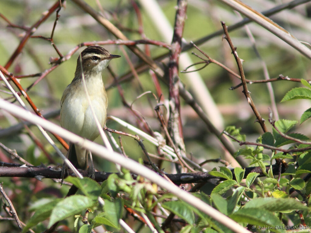 Sedge Warbler male, identification