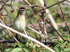 Sedge Warbler