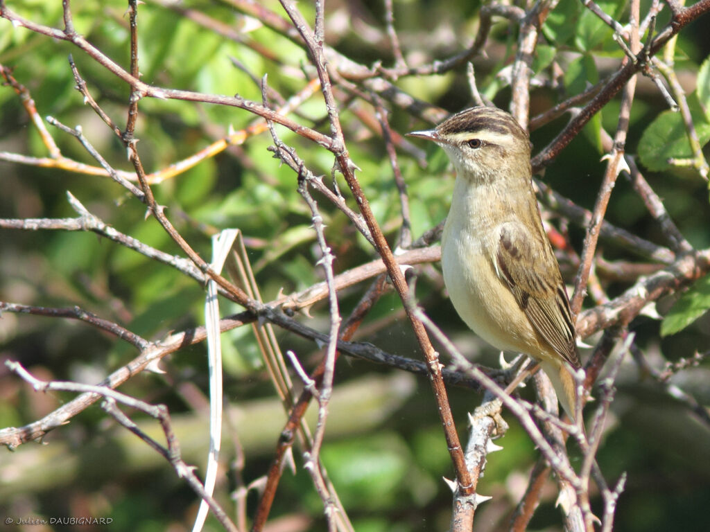 Sedge Warbler, identification