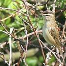 Phragmite des joncs
