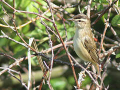 Sedge Warbler