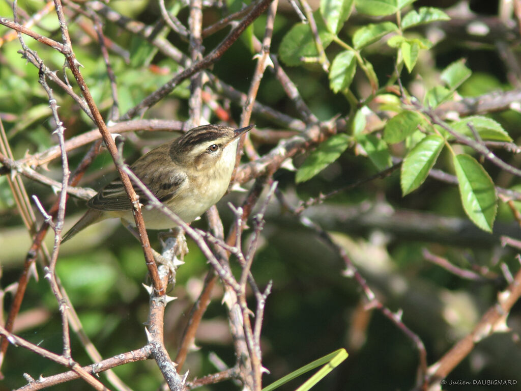 Sedge Warbler, identification