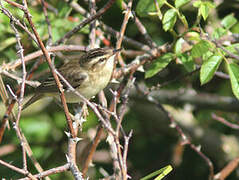 Sedge Warbler