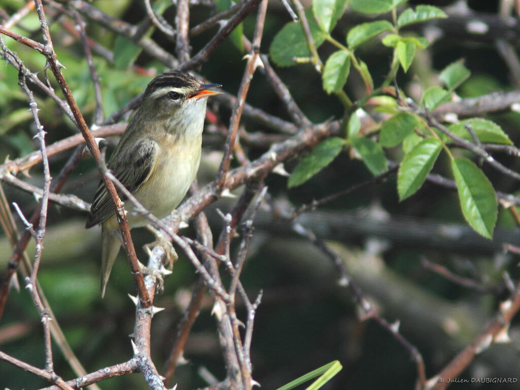 Sedge Warbler, identification