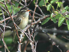 Sedge Warbler