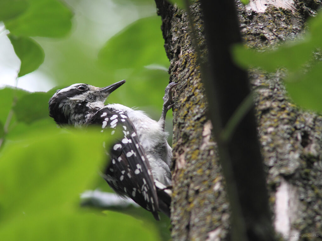 Hairy Woodpecker, identification