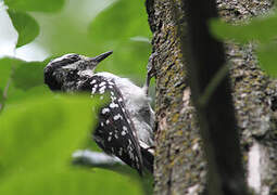 Hairy Woodpecker