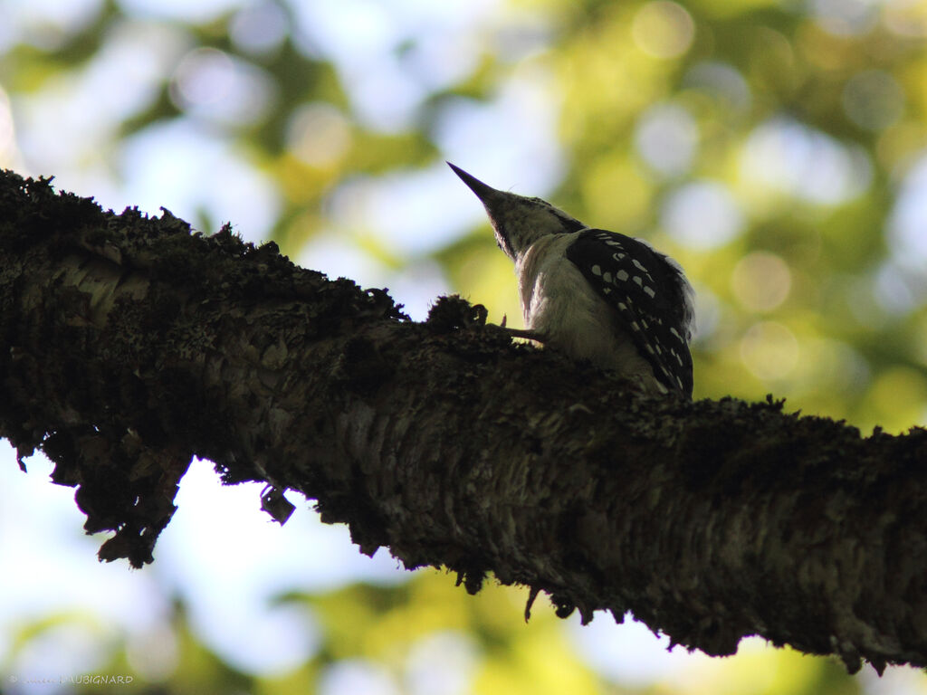 Hairy Woodpecker, identification