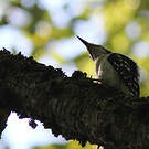 Pic chevelu