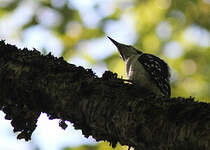 Pic chevelu