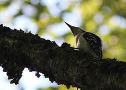 Hairy Woodpecker