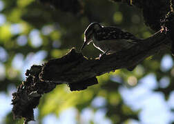 Hairy Woodpecker