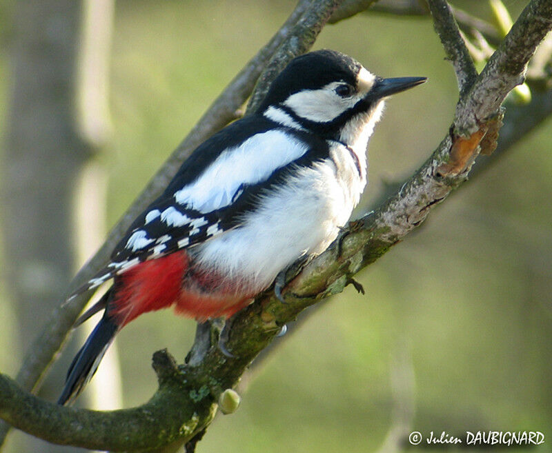 Great Spotted Woodpecker female