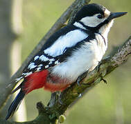 Great Spotted Woodpecker