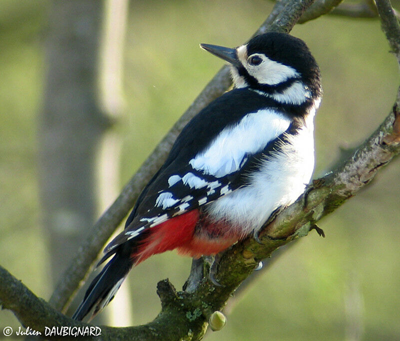 Great Spotted Woodpecker female