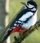 Great Spotted Woodpecker