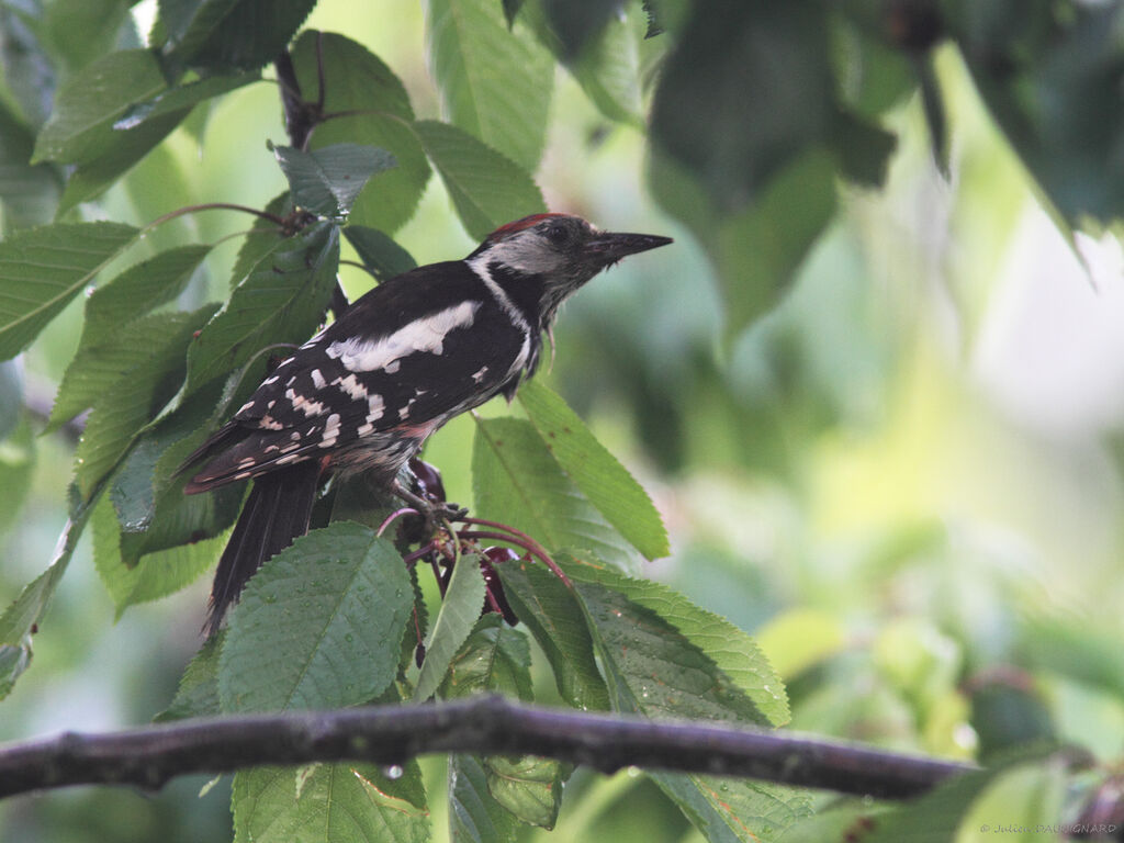 Great Spotted Woodpeckerjuvenile, identification