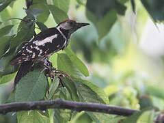 Great Spotted Woodpecker