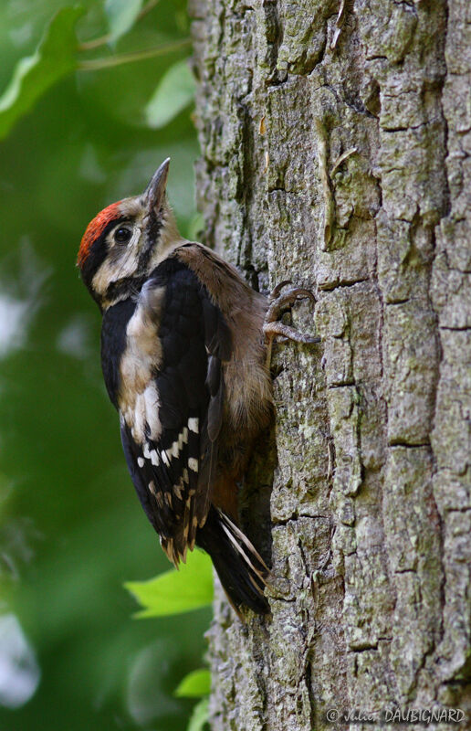 Great Spotted Woodpeckerjuvenile, identification