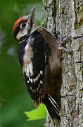 Great Spotted Woodpecker