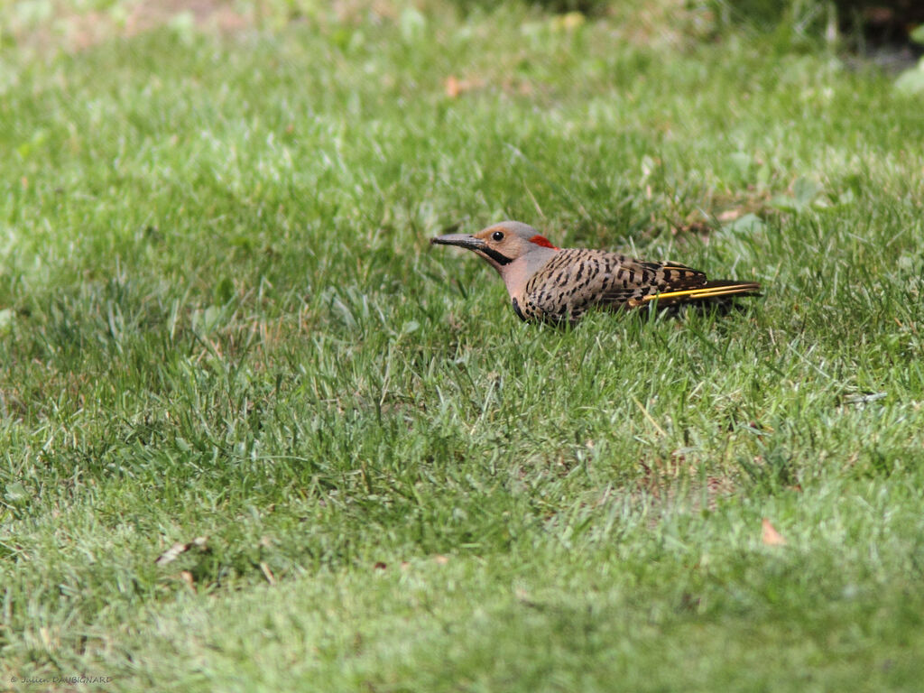 Pic flamboyant, identification