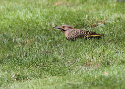 Northern Flicker