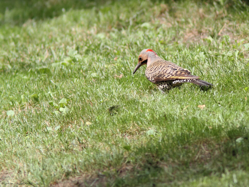 Pic flamboyant, identification