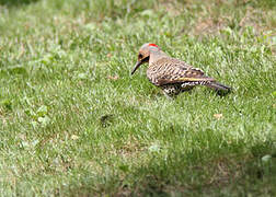 Northern Flicker