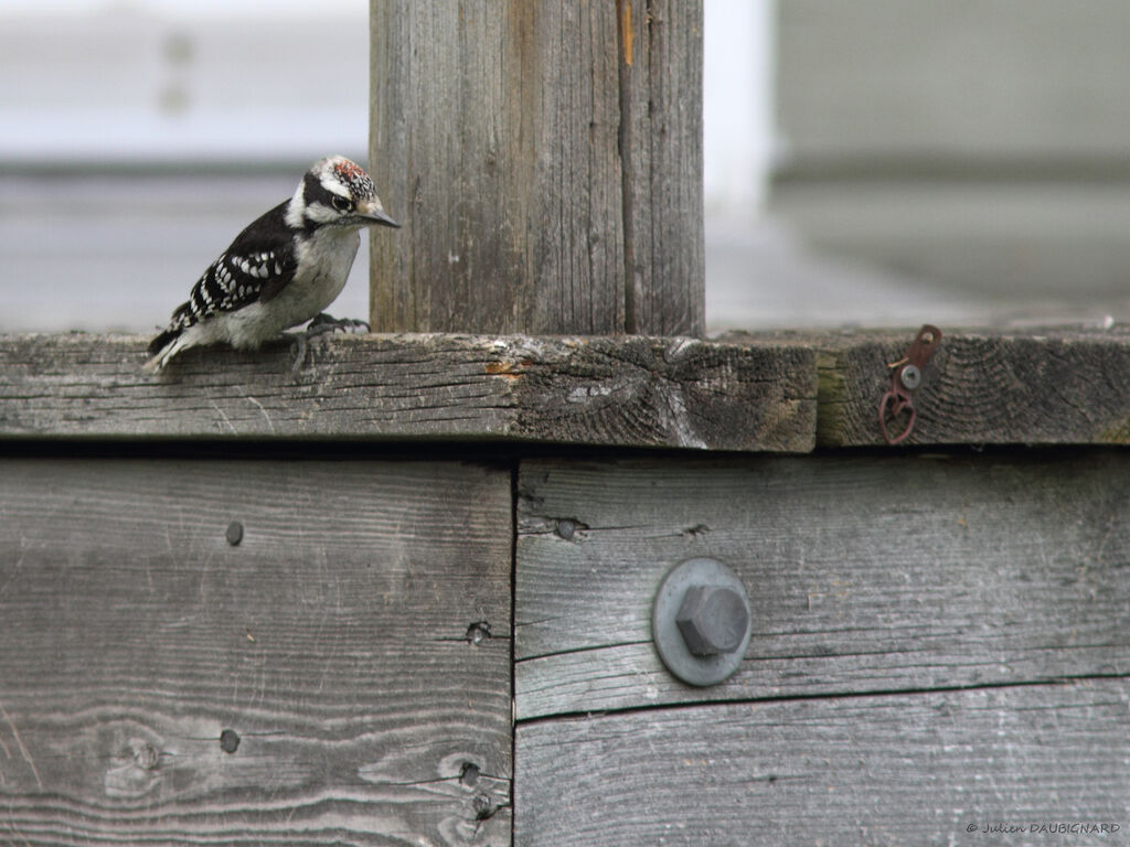 Downy Woodpecker male juvenile, identification