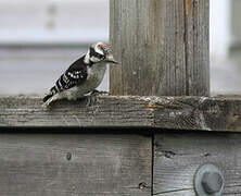 Downy Woodpecker