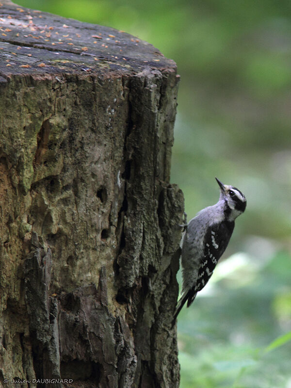 Downy Woodpecker female adult, identification