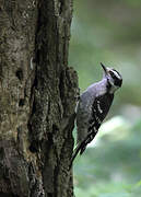 Downy Woodpecker